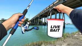 You're NOT Supposed to Eat this Fish.. but I did (Catch and Cook) Bridge Fishing