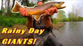 Fly Fishing A Creek LOADED With GIANT TROUT | Multiple Big Fish Landed!
