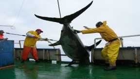Most Satisfying Giant Swordfish Fishing Videos - Big Catch Swordfish Strongest on The Sea