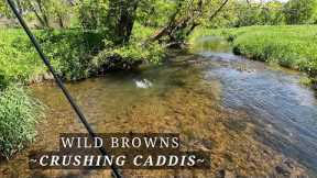 The Brown Trout were CRUSHING caddis - A week of truck camping and fly fishing the driftless!