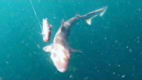 Underwater Fishing Footage - Spydro & Gofish Cameras - Sea Fishing Uk - Jersey Channel Islands