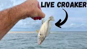 Using LIVE CROAKERS To Catch Hammer Beach Fish!! *Catch, Clean, & Cook*
