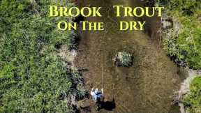 Brook Trout on the Dry : Central, NY - Fly Fishing