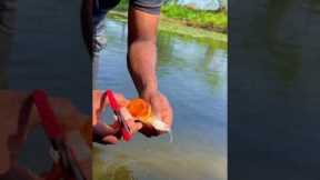 Fishing 🎣 liquid #fishing #shorts #fish #lake #fishingvideo #beard  #tamil #fishinglife #liquid