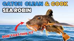 Catch Clean Cook (Taste Testing the Sea Robin Trash Fish)