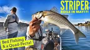 Striper Boils in May?!?  Bed Fishing & a Quad-Fecta!-Castaic Lake