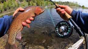 SPRING FLY FISHING for BIG TROUT!! (Cutthroat and Brook)