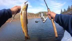 Fishing a Mountain Lake for RAINBOW and TIGER TROUT! (Catch & Cook)