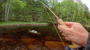 Small Stream Full of Rainbow Trout - Early Summer Fly Fishing