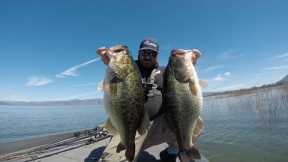 Clearlake Never Disappoints, Two For Almost 20lb