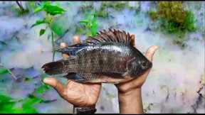 ⚡⚡HEAVY RAING LAKE FISH CAME TO MY HOME GARDEN 😱😱CATCHED BARE HANDS FISHES