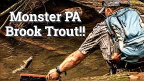 Fly Fishing Northern PA / Wild Brook Trout