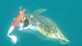 halibut strike caught on waterwolf underwater camera