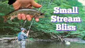 Fly Fishing a Small Wild Trout Stream / Central - NY