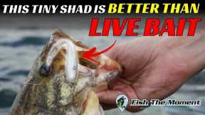 This TINY Bait Just Changed My Fishing Forever – 2 Hours of Uncut Offshore Bass Fishing