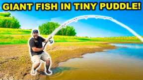 Catching GIANT FISH in a TINY PUDDLE!!! (Catch Clean Cook)