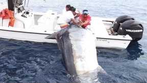 Amazing Level Giant Swordfish Fishing skill - Big Catch Swordfish & Black Marlin Strongest The Sea