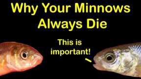 How to Keep Bait Minnows Alive at Home & 6 Reasons They Die