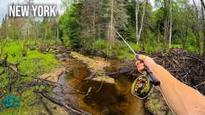Fly Fishing some AMAZING Water! || 3 Days in Trout Fishing Heaven (New York)