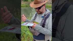 [Pro Tip] Fly Fishing with Dry Flies