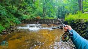 The most BEAUTIFUL Fish in the World?? (Fly Fishing for Small Creek Brook Trout)