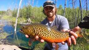 FLY FISHING the Prettiest TIGER TROUT I’ve Ever Seen!! ( Catch & Cook)