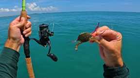 BIG Fish LOVE Crabs - Florida Summer Ocean Multi-Species Fishing