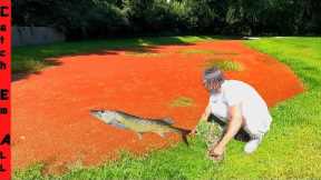 1000s of FISH TRAPPED in Oily TOXIC RED Water POND!