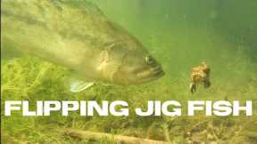 Flipping Jig Fish #shorts