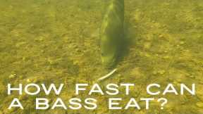 How Fast Can A Bass Eat ? #Shorts