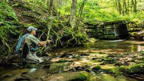 This Small Stream was AMAZING!  (Fly fishing for Wild Brook Trout in the Catskills of NY)