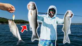 Fishing with Spoons & Gizzard Shad for Striped Bass - CATCH, CLEAN & COOK!