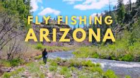 One Ferocious Fighter | Puzzled its being overlooked | Fly Fishing Arizona