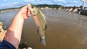 Hot bite hybrid bass/wiper fishing Willow dam on the Ohio river