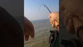 Fly fishing from the beach #beach #fishing #fish #flyfishing