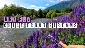 Dry Fly Fishing Chile's Beautiful Trout Streams - HUGE Brown Trout at the End!