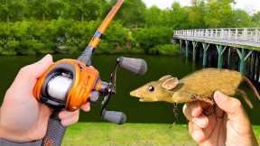 Fishing a Rat Lure for Pond MONSTERS!