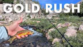 Catching Tons of GOLDEN TROUT in this Mountain Creek! (Tenkara Fly Fishing)