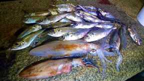 3AM Big Squid & Horse Mackerel! Catch Clean Cook ! Delicious Steamed fish