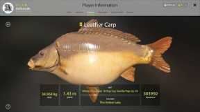 Trophy Leather Carp Amber Lake - Russian Fishing 4 BIG TROPHEY