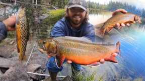 SEARCHING for BIG BROOK TROUT!! (Fly Fishing, Catch, Cook, Camp)