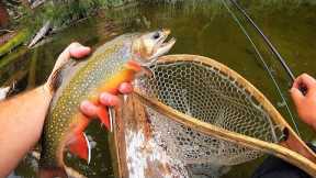 This Lake is LOADED!! Fly Fishing for CHUNKY Brook Trout!