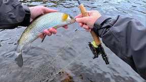 Fly Fishing for Grayling with Davie McPhail