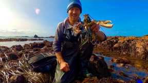 Big Lobsters on Extremely Low Tide ! Catch Clean Cook ! Coastal Foraging