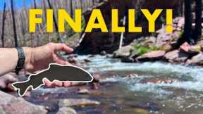 It Took Me YEARS to Catch This New Species!! (Tenkara Fly Fishing in a Creek)