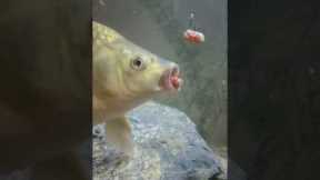 GoldFish Eating Bait Underwater |Fishing Camera Underwater