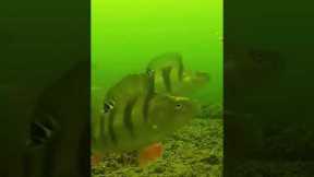 Striped Bass Attack❤️🎣xilihala underwater fishing camera recording fish's bite🐟📷