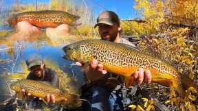 FLY FISHING FOR GIANT TIGER TROUT!! (Catch & Cook)