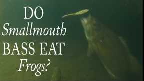Do Smallmouth Bass Eat Frogs? #shorts