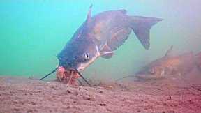 Urban Arizona Catfishing! (Underwater Catfish Footage)